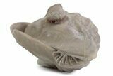 Bargain, Enrolled Asaphus Trilobite - Russia #363243-2